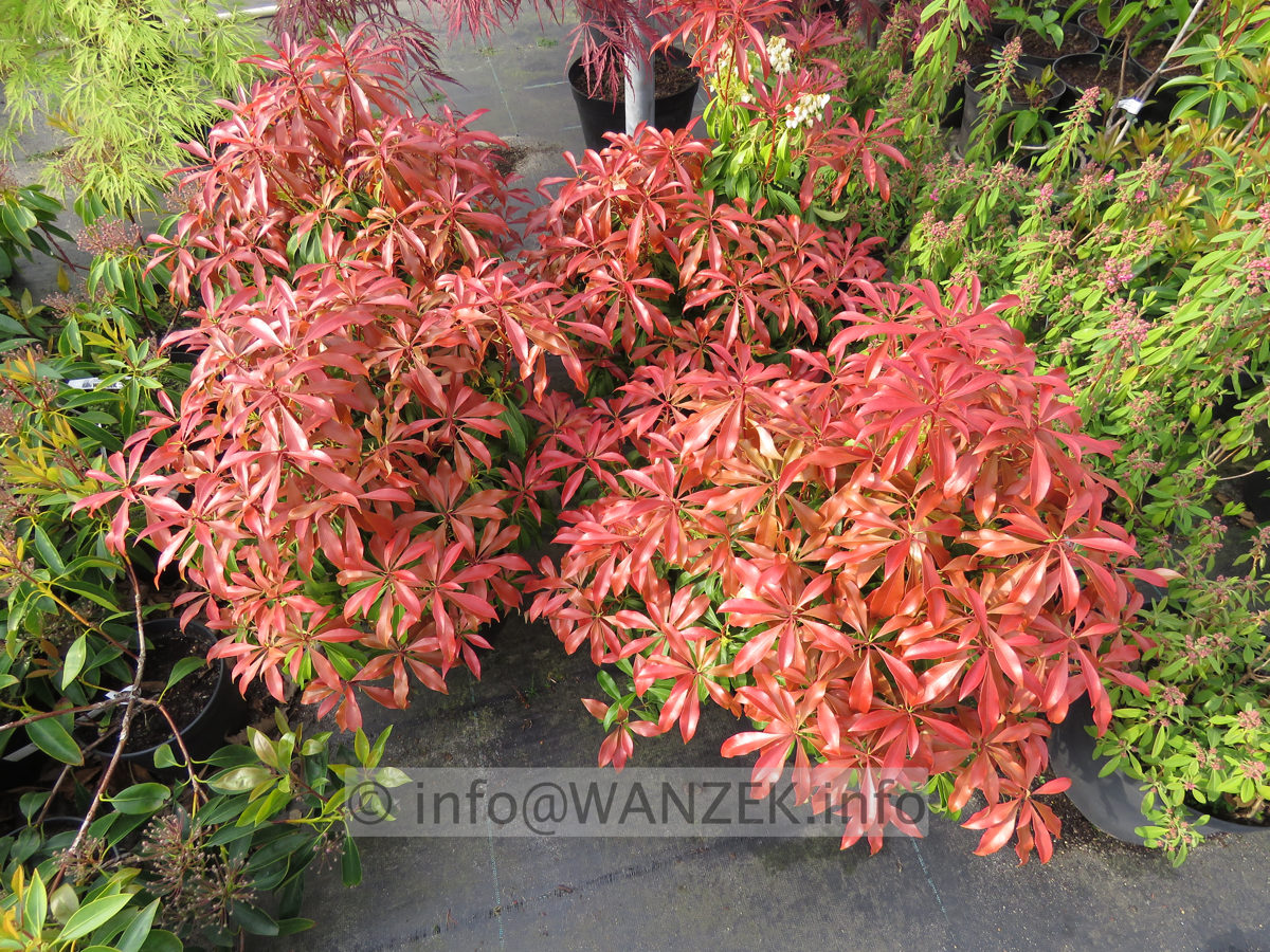 Pieris japonica Katsura 02.JPG